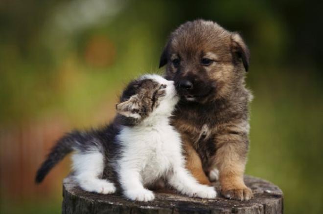 Gli animali non diffondono il virus