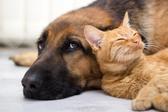 Non temere gli animali domestici