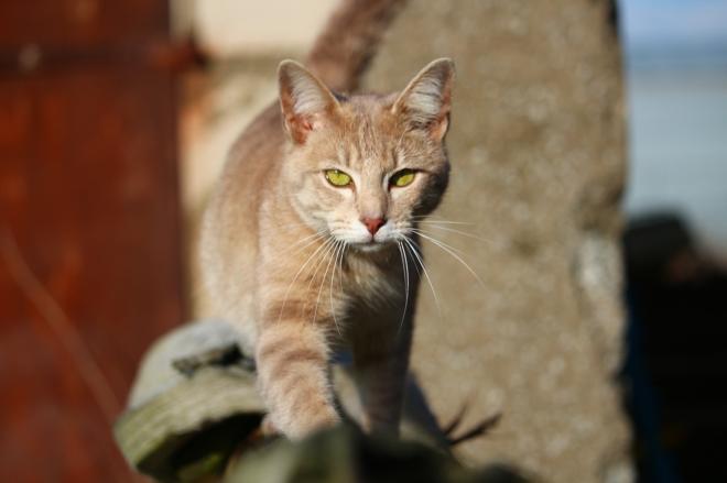 Le chat fait une allergie une alimentaire