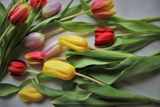 Auguri alle donne sognatrici