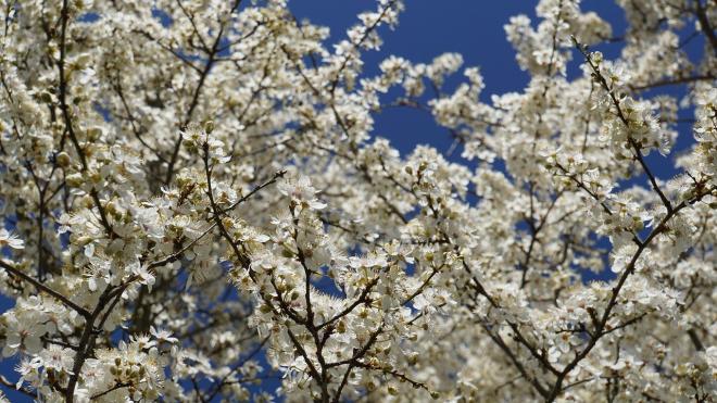 Detto di buon auspicio