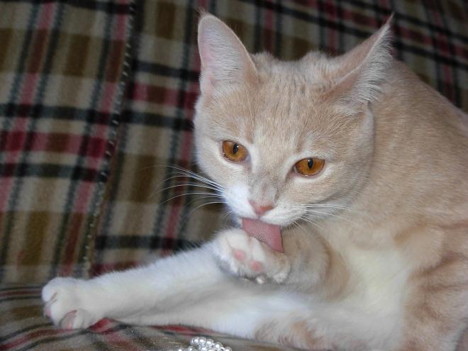 La d&eacute;pilation