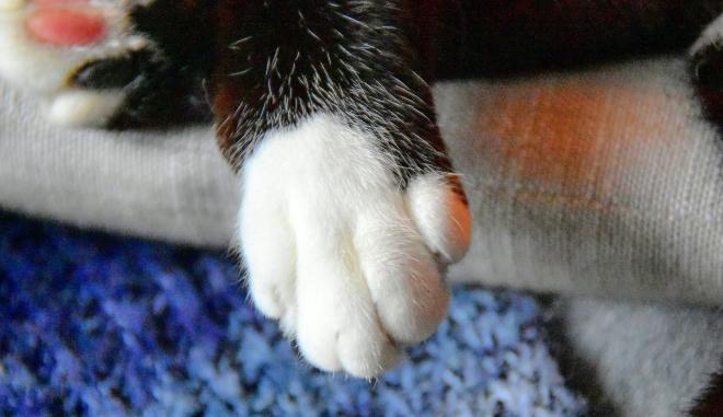 Un bon endroit pour une sieste