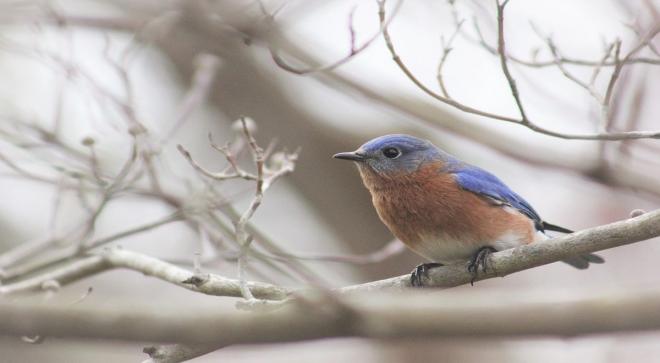Bird watching