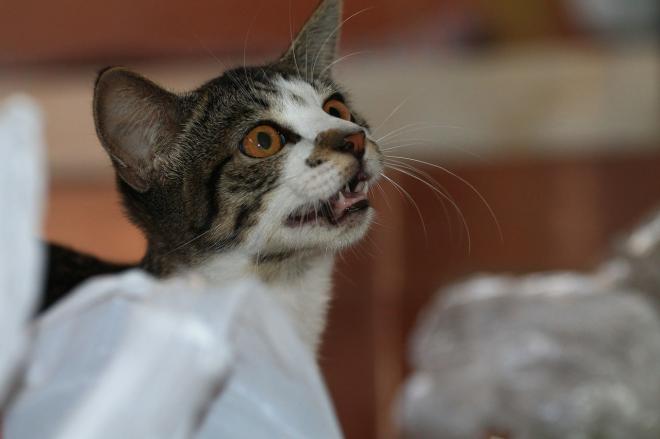 Le chat miaule de fa&ccedil;on grave et forte