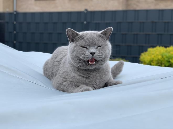 Le chat miaule de fa&ccedil;on saccad&eacute;e