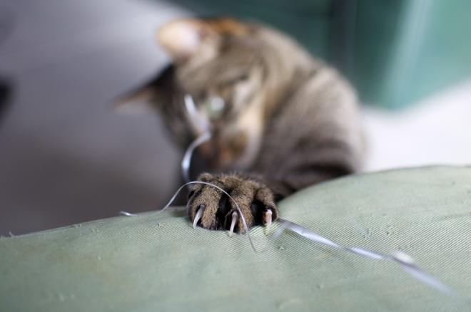 Couper les griffes du chat 