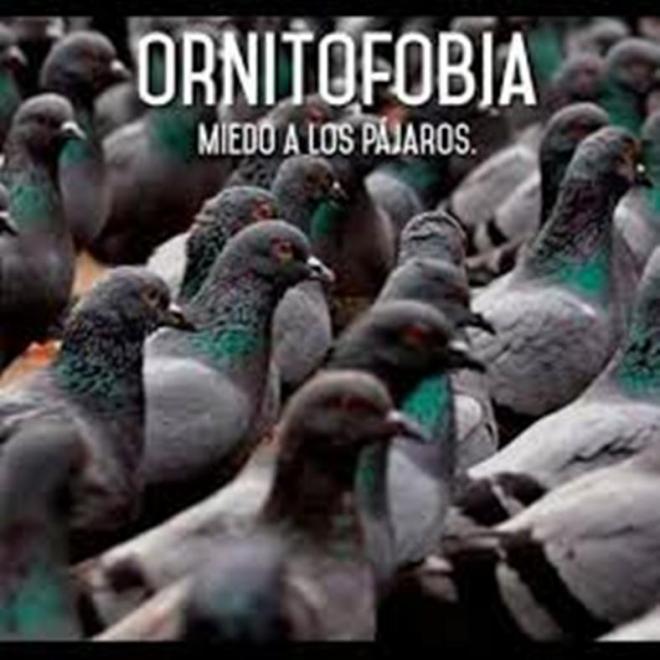 Tiene dos miedos llamados blatofobia y ornitofobia