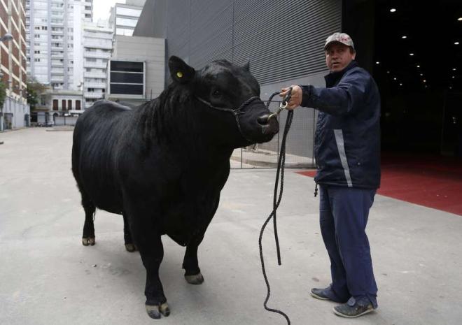 Un taureau porte son nom 