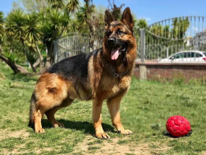 Frigo, il primo cane di Un posto al sole