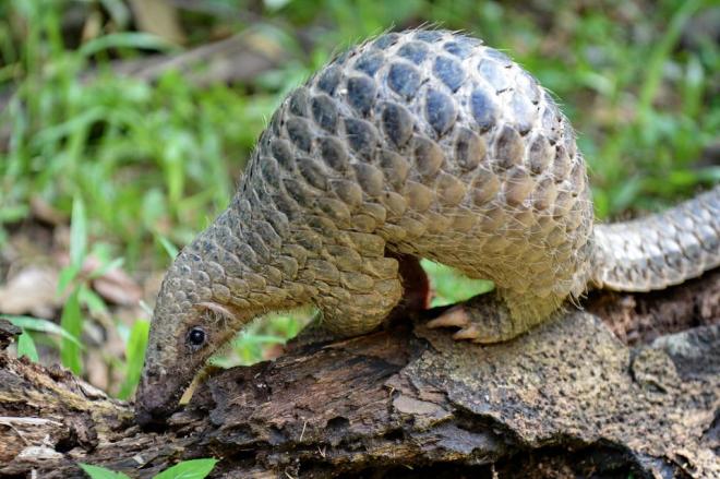 Le pangolin, suspect num&eacute;ro 2