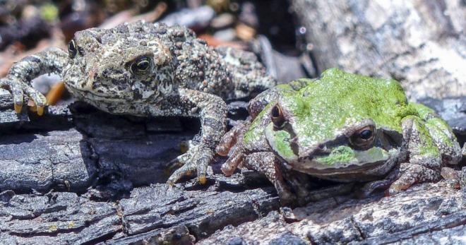 R&atilde;-madeira do Alasca
