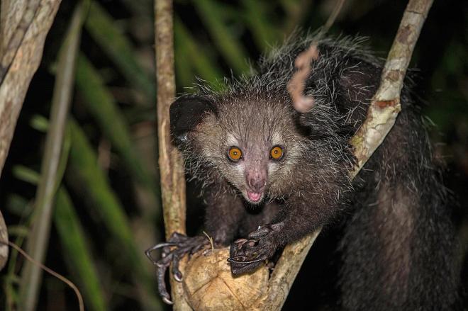 Aye-aye (ou aie-aie)