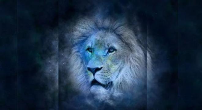 Leoninos s&atilde;o observadores