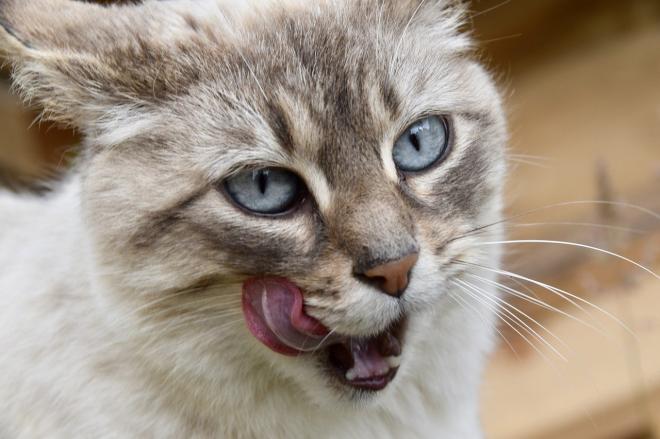 Nascono con gli occhi azzurri