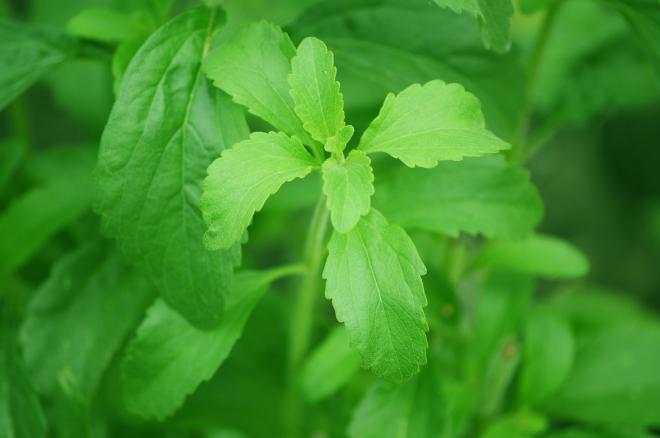 Stevia (ado&ccedil;ante natural)