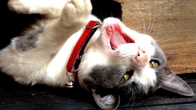 Les douleurs dentaires