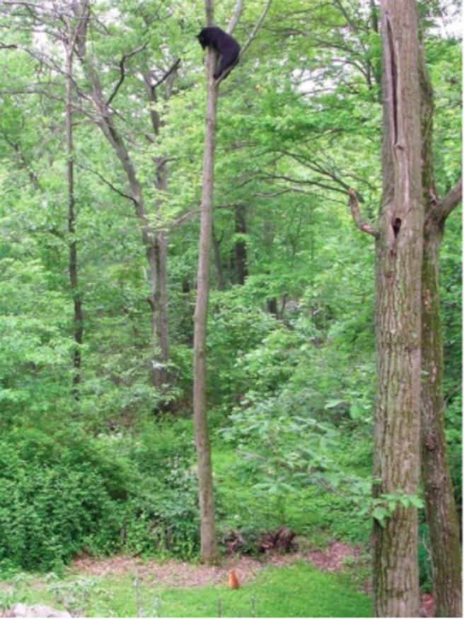 Jack le chat qui confronte un ours afin de prot&eacute;ger sa famille