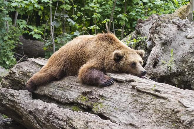 No despiertes a un oso para fotografiarlo