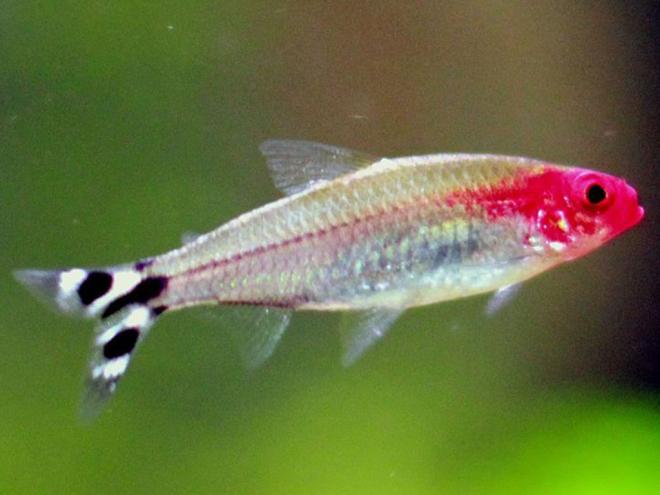 Es ilegal tener un 'pez borracho'