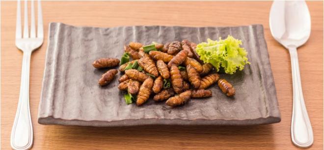 MOTIF 1 : Les insectes : une alternative aux &eacute;levages industriels