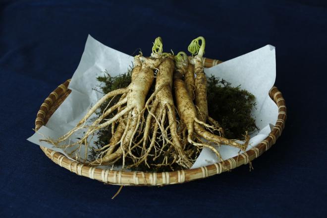 Erva ginseng