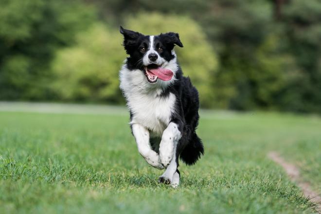 Border Collie: giochi all'aria aperta