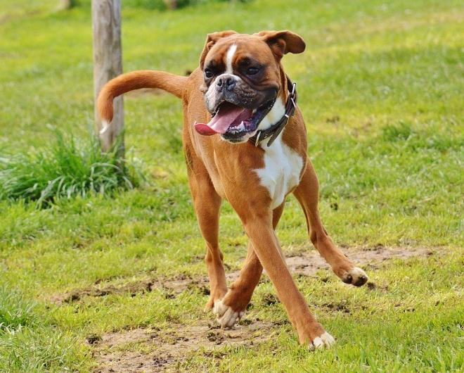 Boxer: tanta voglia di giocare e di ricevere coccole