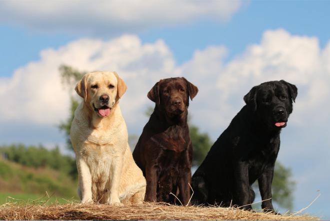 Labrador: un cane affettuoso e sempre pronto a giocare