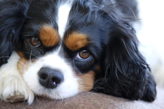 Cavalier King Charles Spaniel: due occhi grandi e teneri