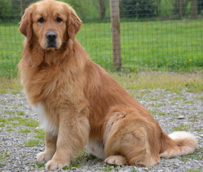 Golden Retriver: fedele e paziente