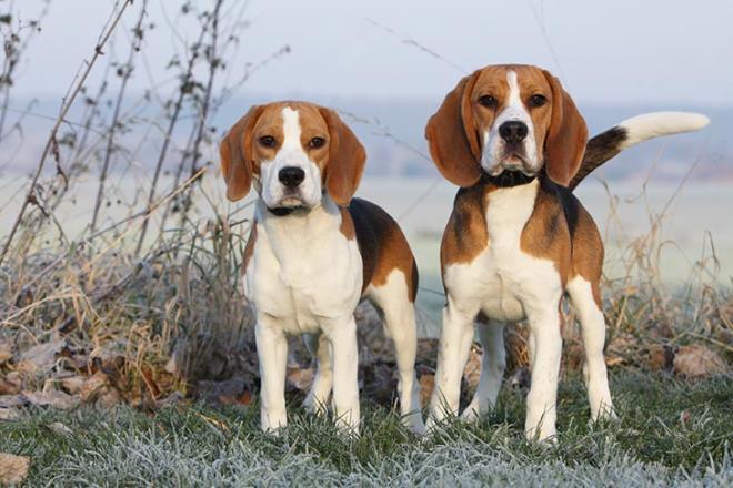 Beagle: compagno d'avventure