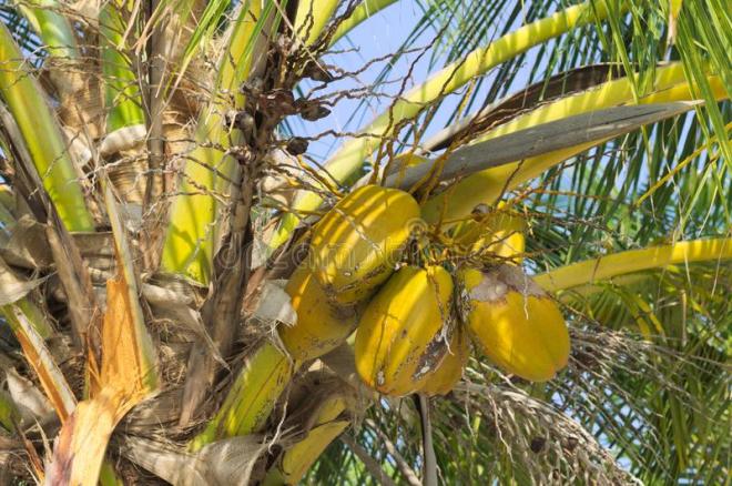 La bevanda al cocco