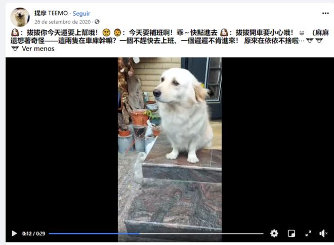 C&atilde;ozinho com cara de triste