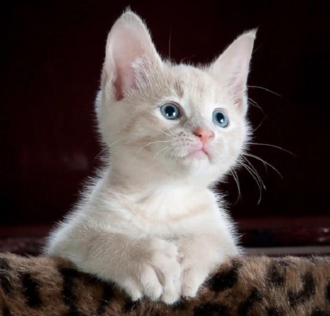 Brincar com o animal