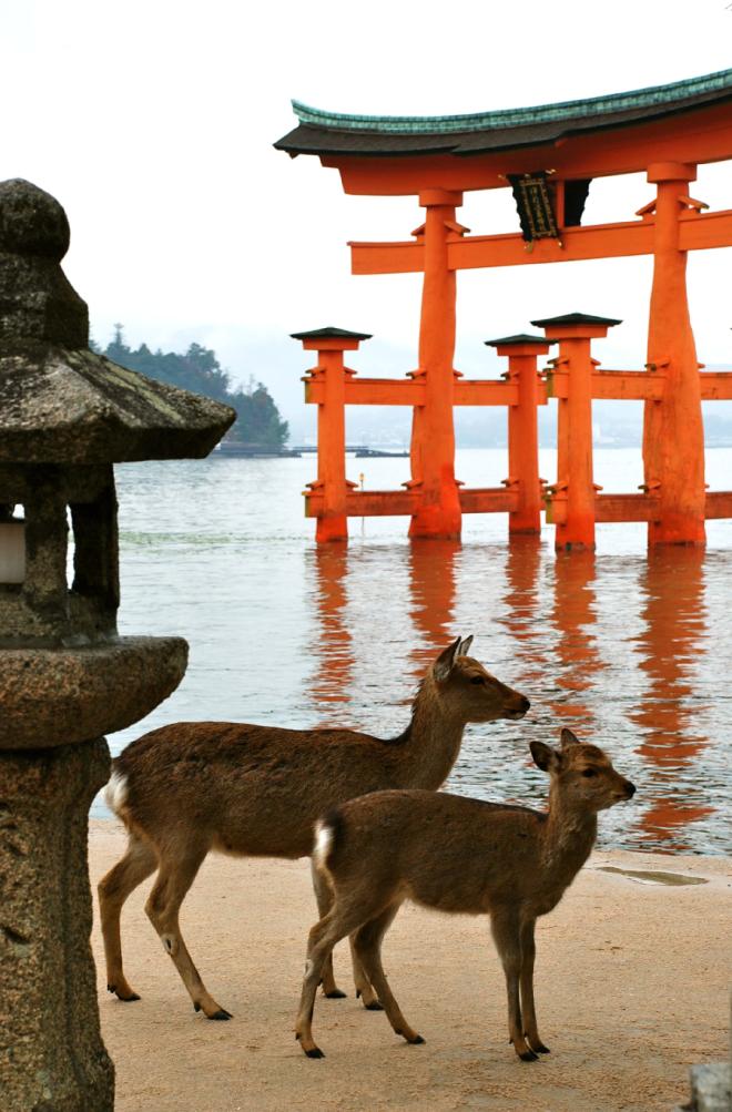 Miyajima: l'isola sacra dove &egrave; 'vietato' nascere e morire