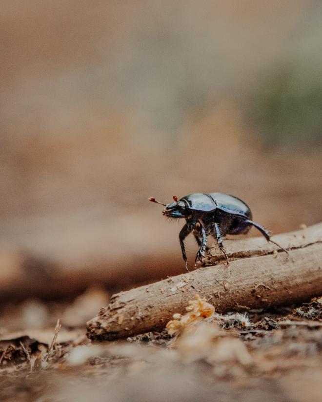 Invas&atilde;o de besouros
