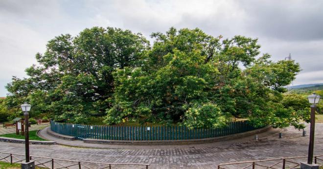 Il Parco dell'Etna ospita un albero plurimillenario