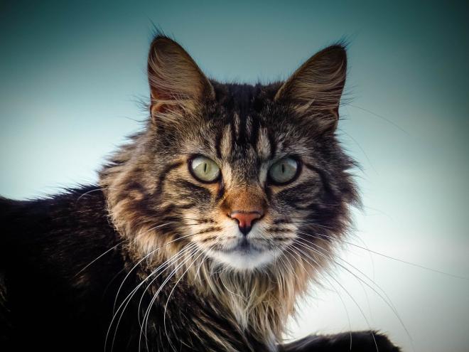 Le Maine coon