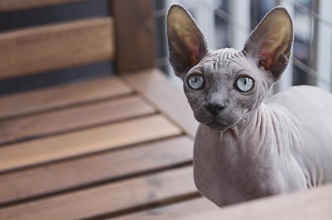  Le Sphynx 