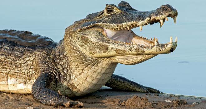 Vamos virar jacar&eacute;s