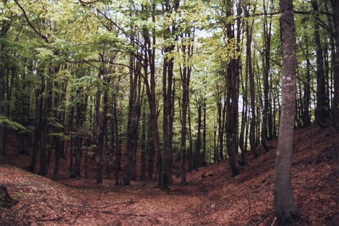 Il Parco della Sila