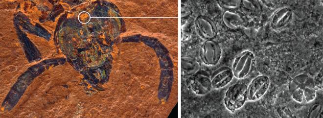 I fossili pi&ugrave; antichi mai scoperti