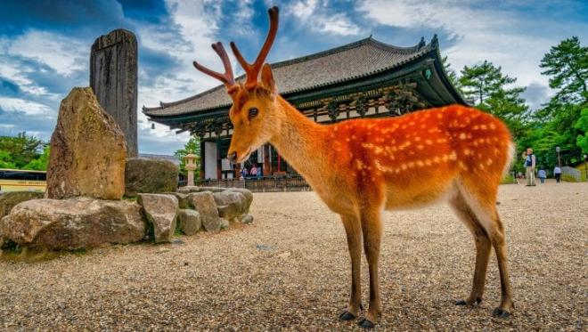Nara - la citt&agrave; dei cervi selvatici