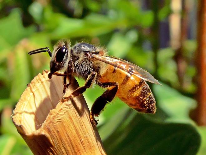 Las abejas, encargadas de la elaboraci&oacute;n de la miel