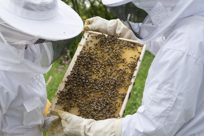 Los apicultores, expertos en vigilar la producci&oacute;n de miel de las abejas