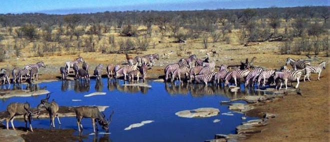 Il Parco Nazionale d'Etosha, Namibia