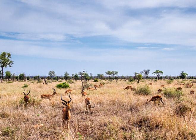 Il Parco Nazionale del Kruger, Sudafrica