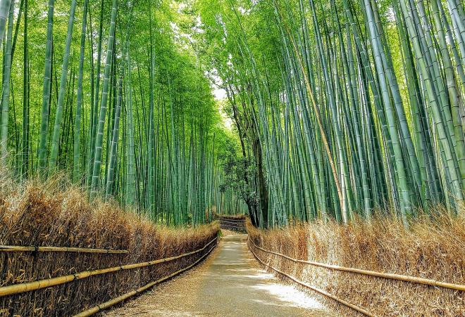 A Floresta de Bambu de Sagano, Jap&atilde;o