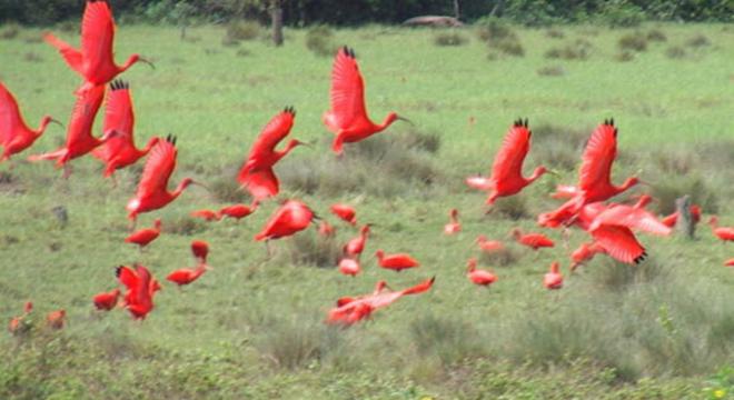 Polo da Floresta dos Guar&aacute;s